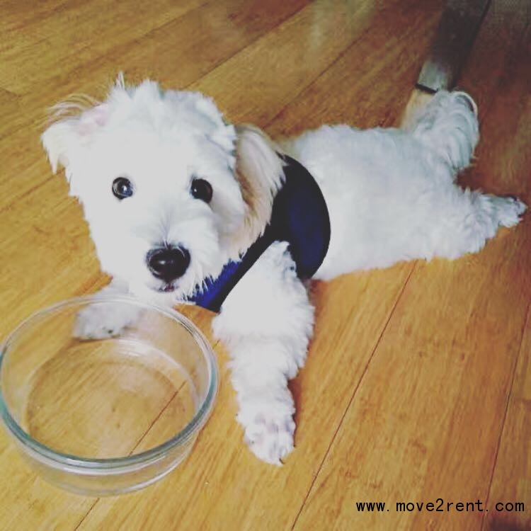 Rosebery     近UNSW City超大单人间出租